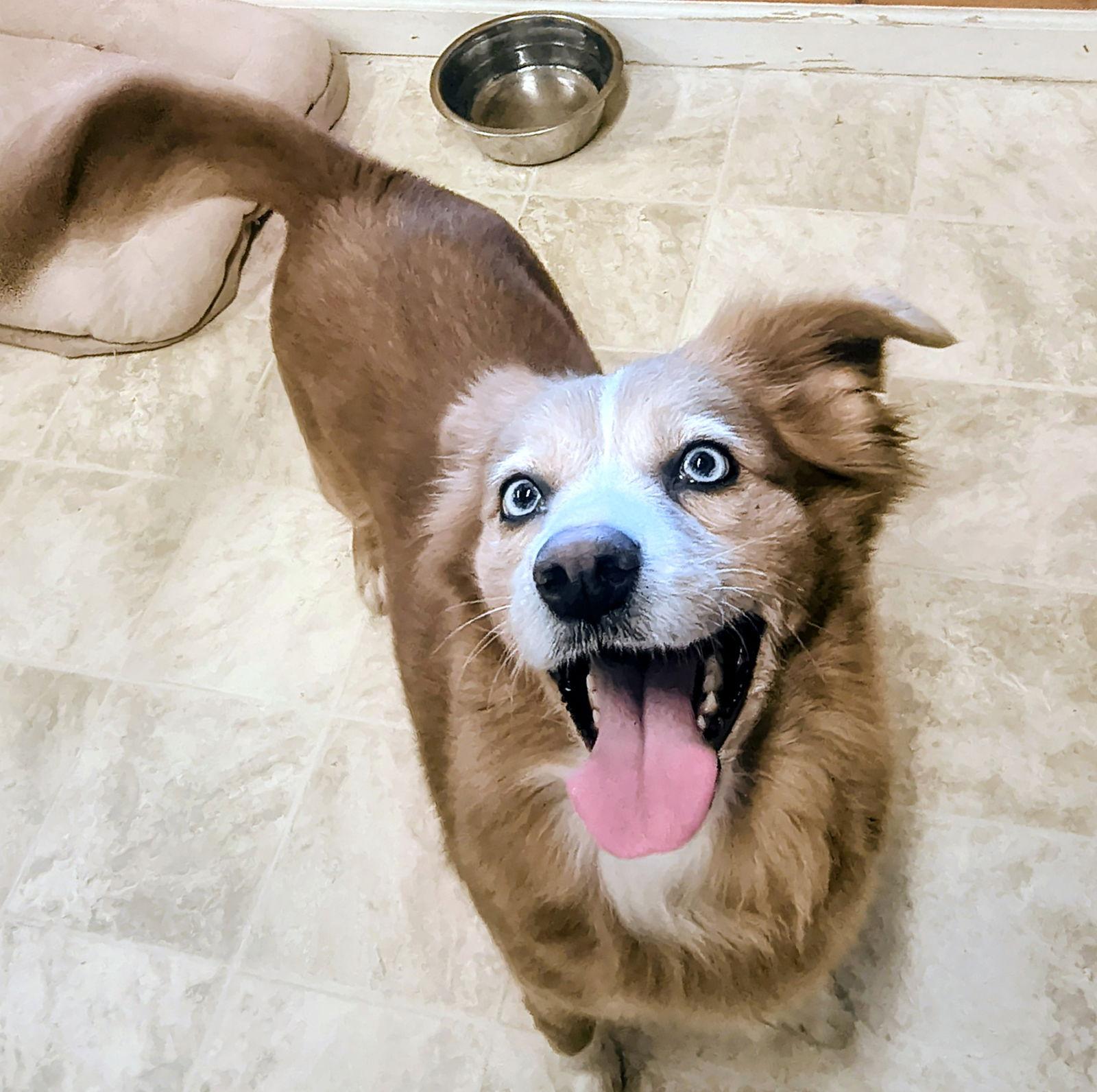 Enlarge Daisy, a Adopted Australian Shepherd in Raleigh, NC image 3/3