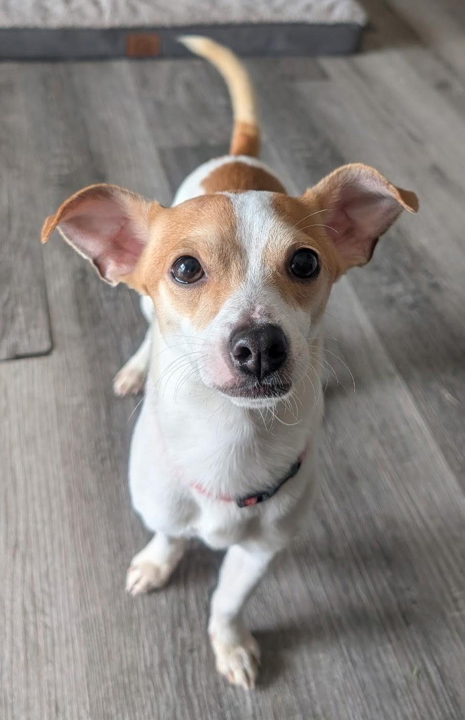 Dante, ADOPTABLE, Young Male Chihuahua.