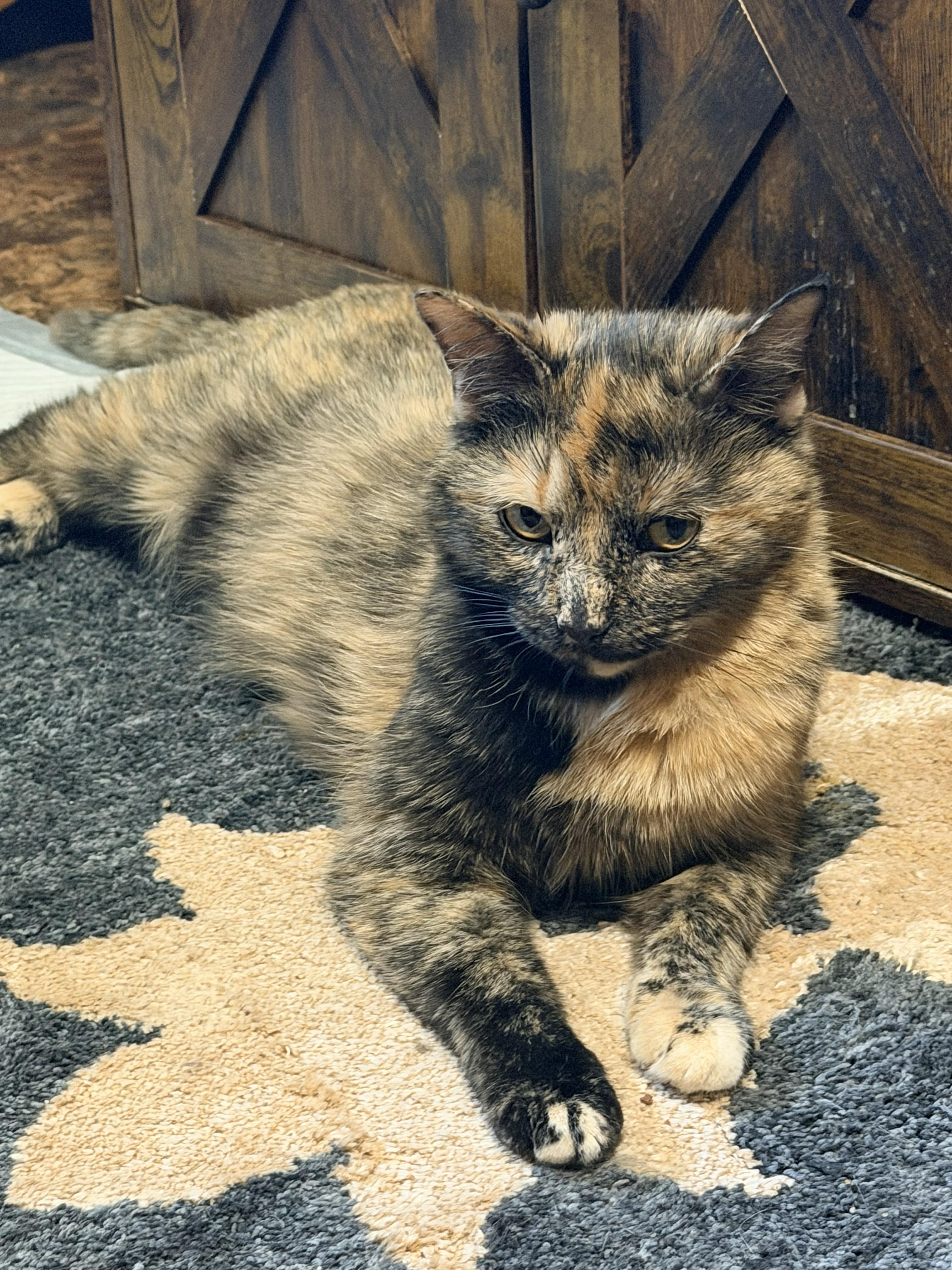 Clora, ADOPTABLE, Young Female Calico.
