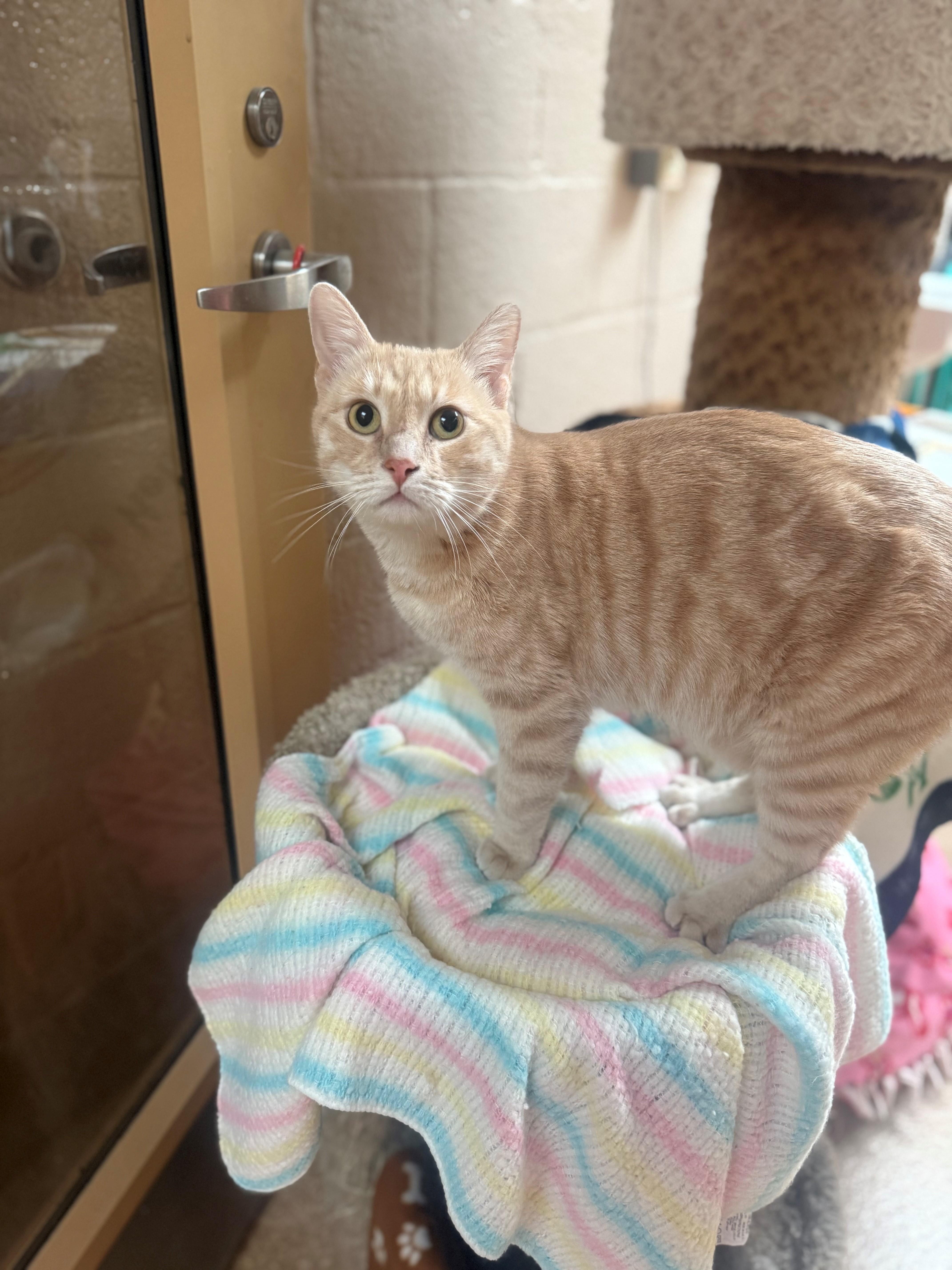 Wally, ADOPTABLE, Adult Male Domestic Short Hair.