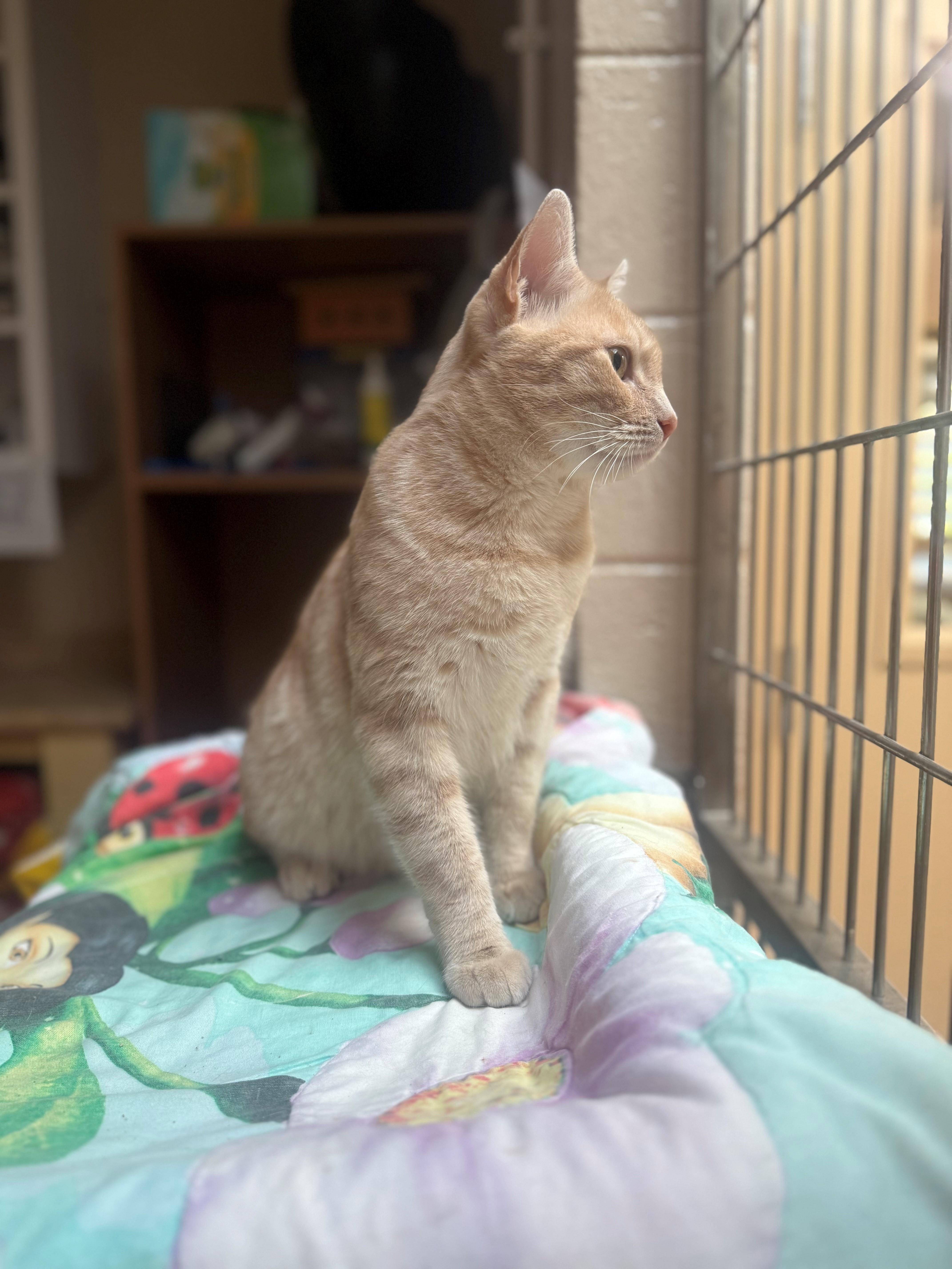 Wally, a ADOPTABLE Domestic Short Hair in Laguna Beach, CA image 2/3