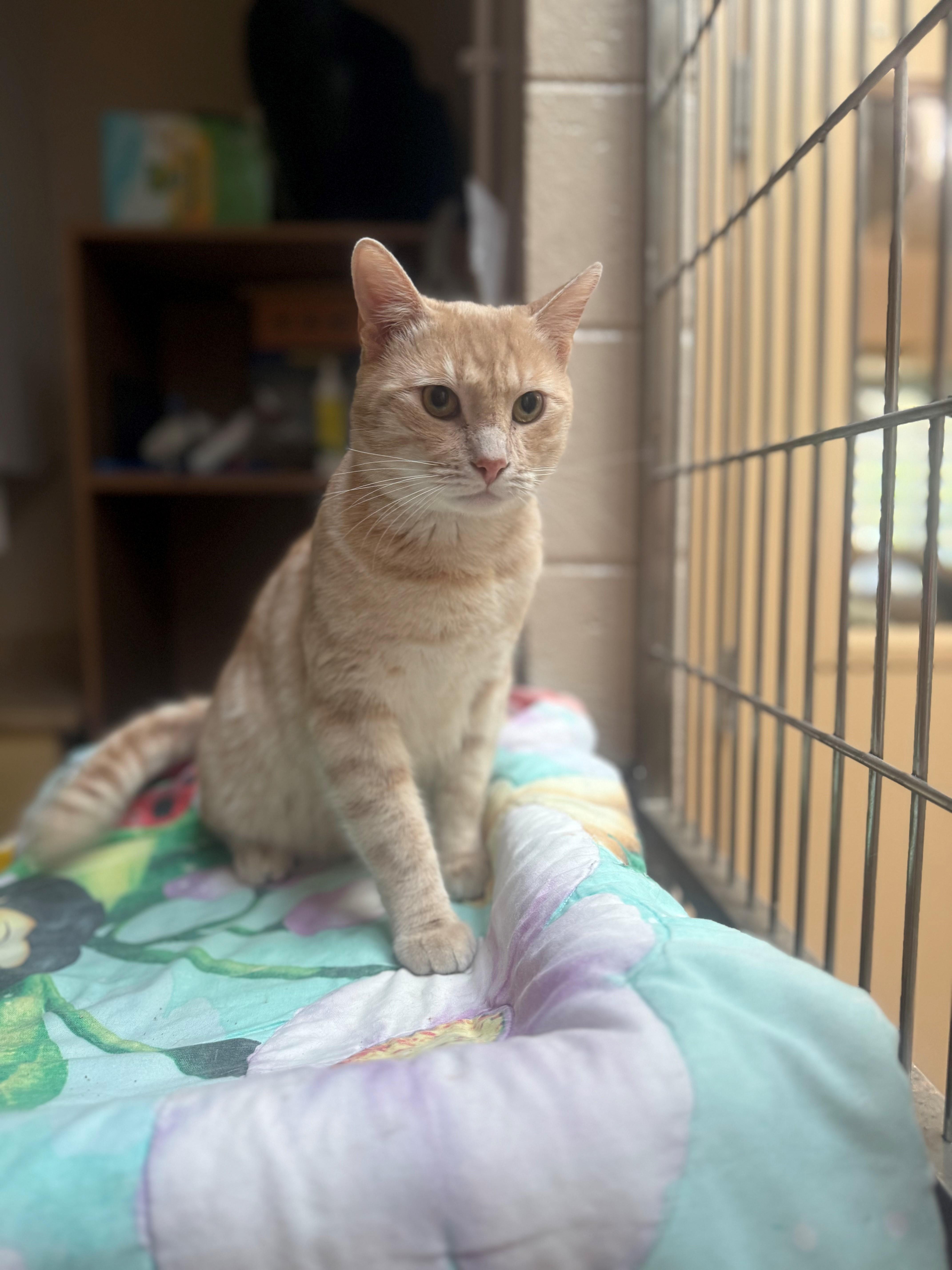 Wally, a ADOPTABLE Domestic Short Hair in Laguna Beach, CA image 3/3