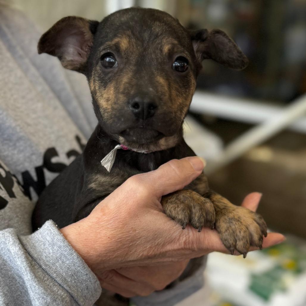 Enlarge NY Sadie Apr 26 (JV Mall Spring Fest), a Adoptable mixed breed in Eastford, CT image 1/5