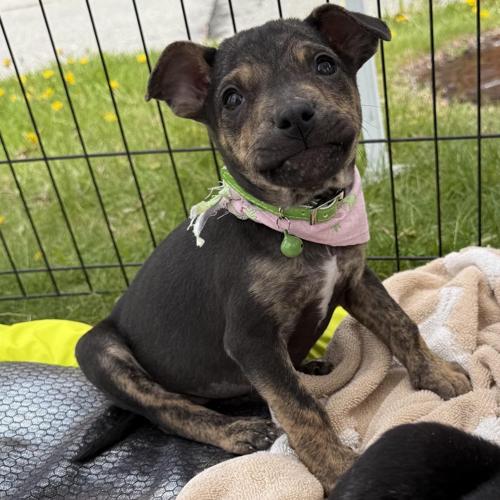 Enlarge NY Sadie (Foster in Lagrangeville NY), a Adoptable mixed breed in Eastford, CT image 2/6