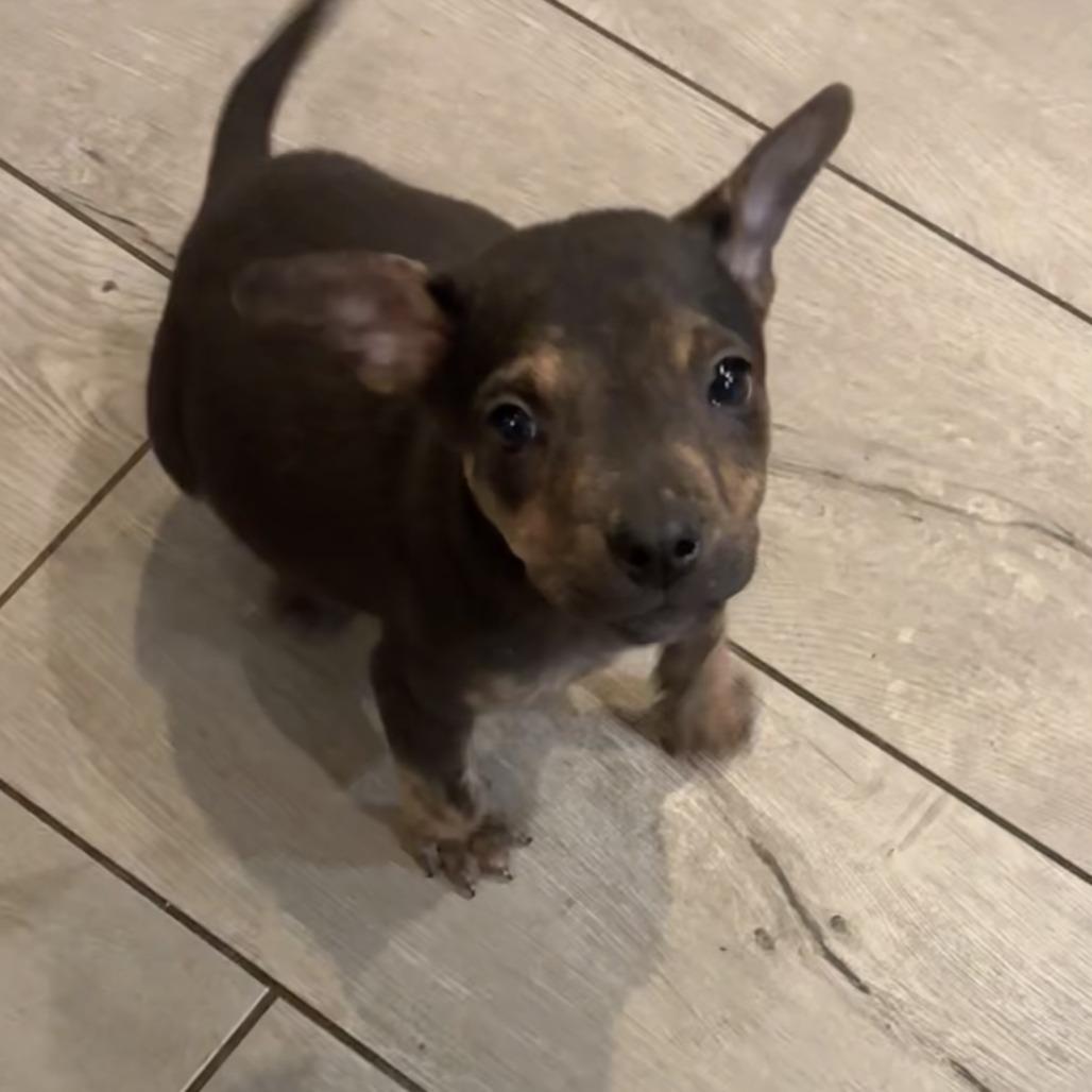 Enlarge NY Sadie Apr 26 (JV Mall Spring Fest), a Adoptable mixed breed in Eastford, CT image 2/5