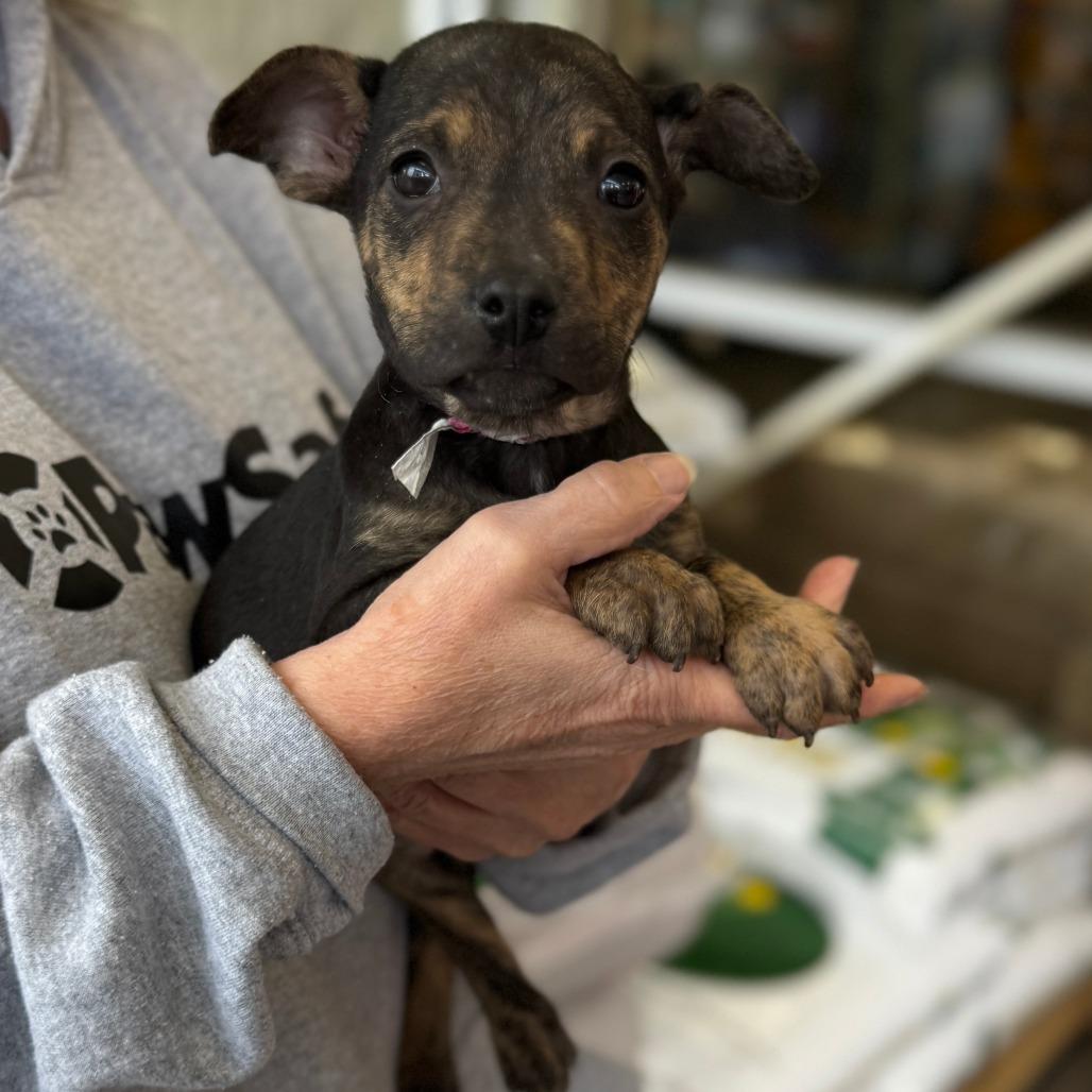 Enlarge NY Sadie Apr 26 (JV Mall Spring Fest), a Adoptable mixed breed in Eastford, CT image 3/5