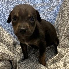 Enlarge NY Sadie Apr 26 (JV Mall Spring Fest), a Adoptable mixed breed in Eastford, CT image 5/5