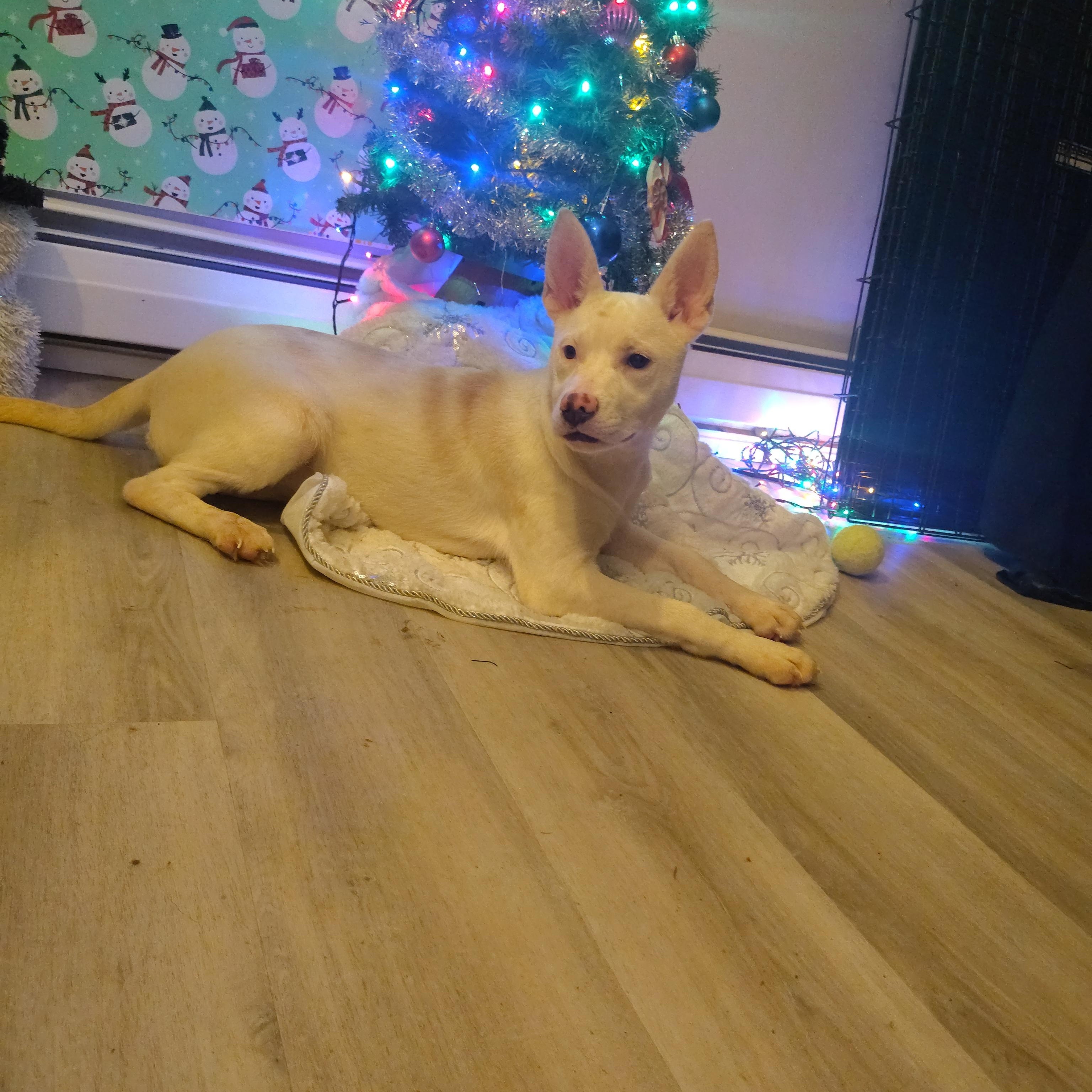 Chloe, Adoptable, Young Female Siberian Husky.
