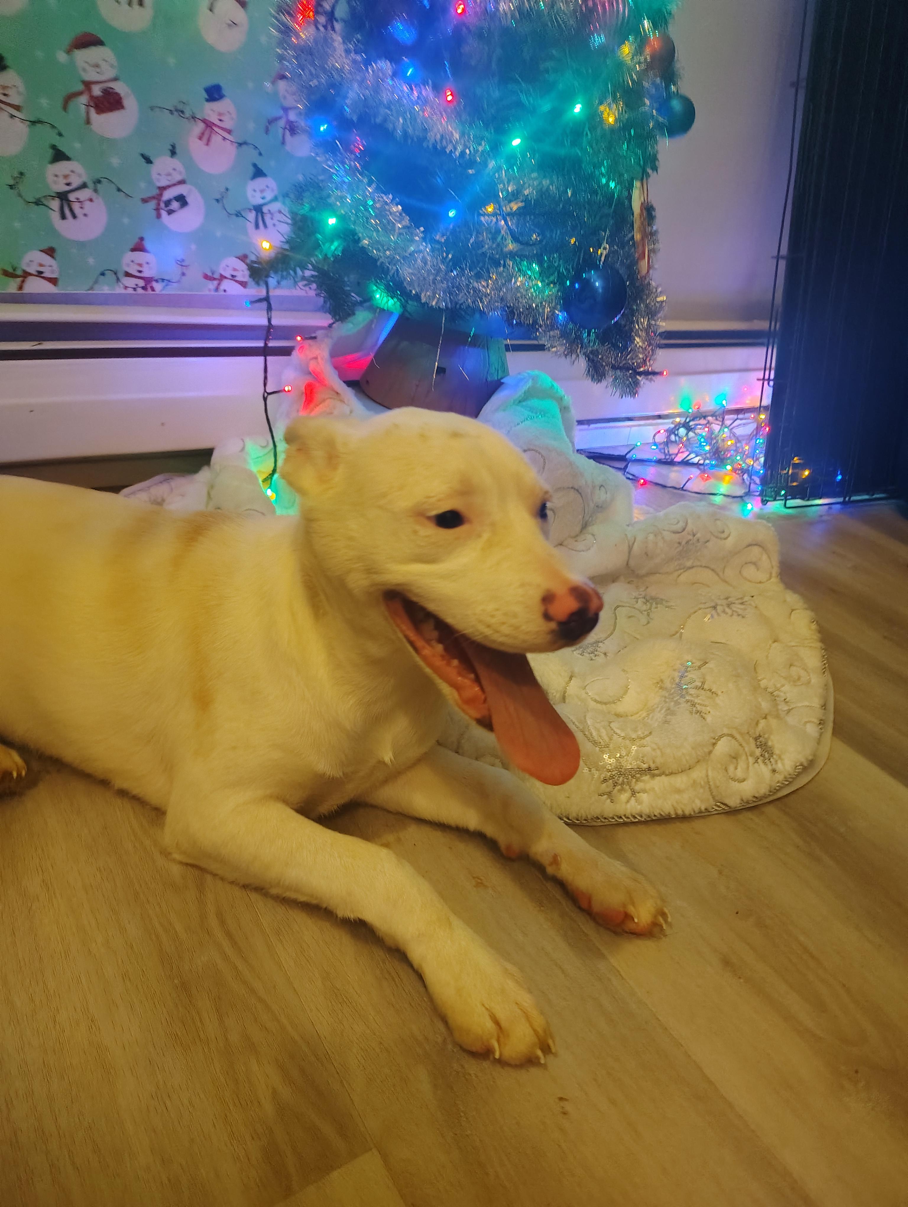 Enlarge Chloe, a Adoptable mixed breed in Sumter, SC image 2/3