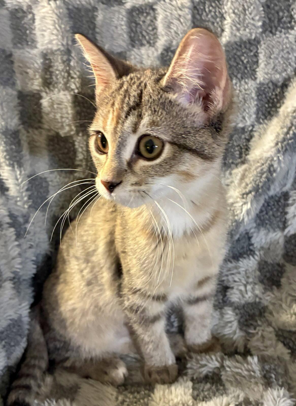 Small Fry, Adoptable, Kitten Female Domestic Short Hair.