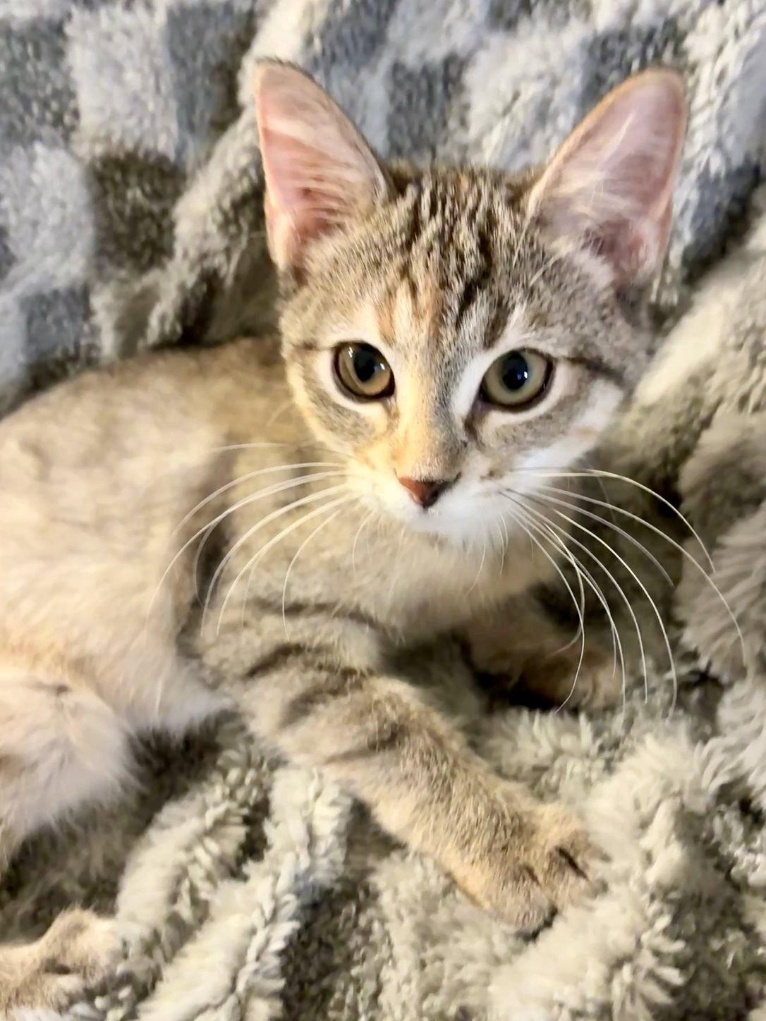 Enlarge Small Fry, a Adoptable Domestic Short Hair in Forest Lake, MN image 2/2