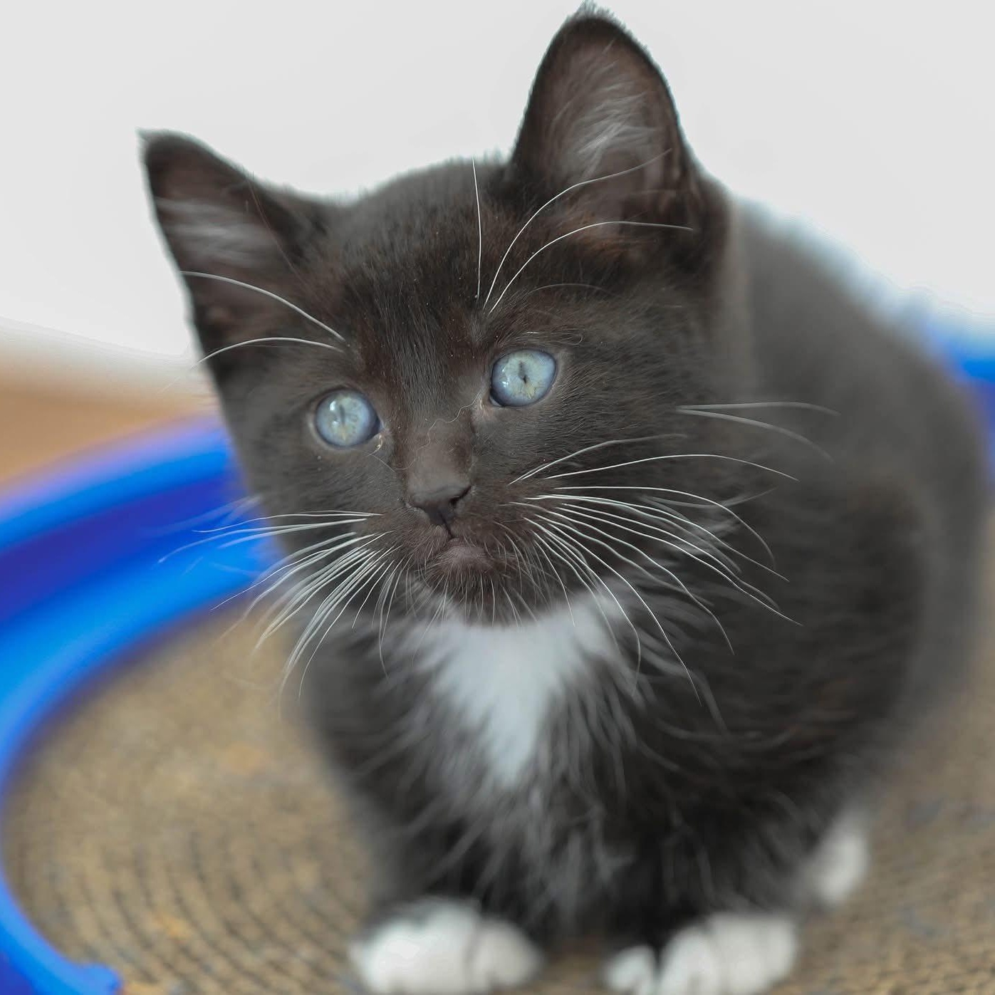 LAST CHANCE KITTENS!!! Available now!, ADOPTABLE, Kitten Male Domestic Short Hair.