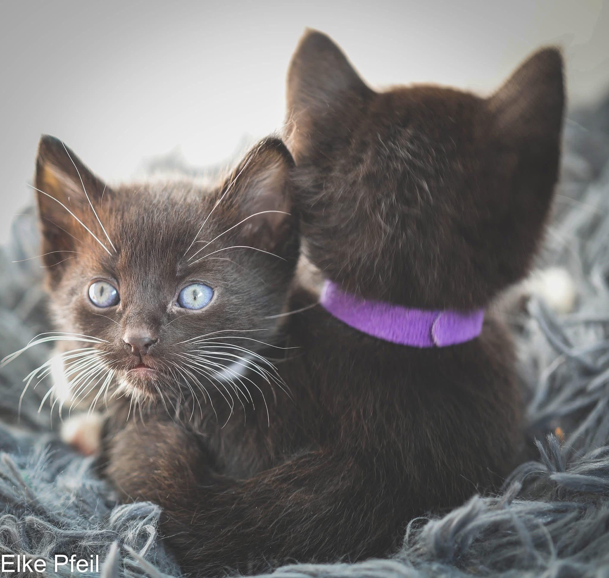 Enlarge LAST CHANCE KITTENS!!! Available now!, a ADOPTABLE Domestic Short Hair in Rocklin, CA image 2/3