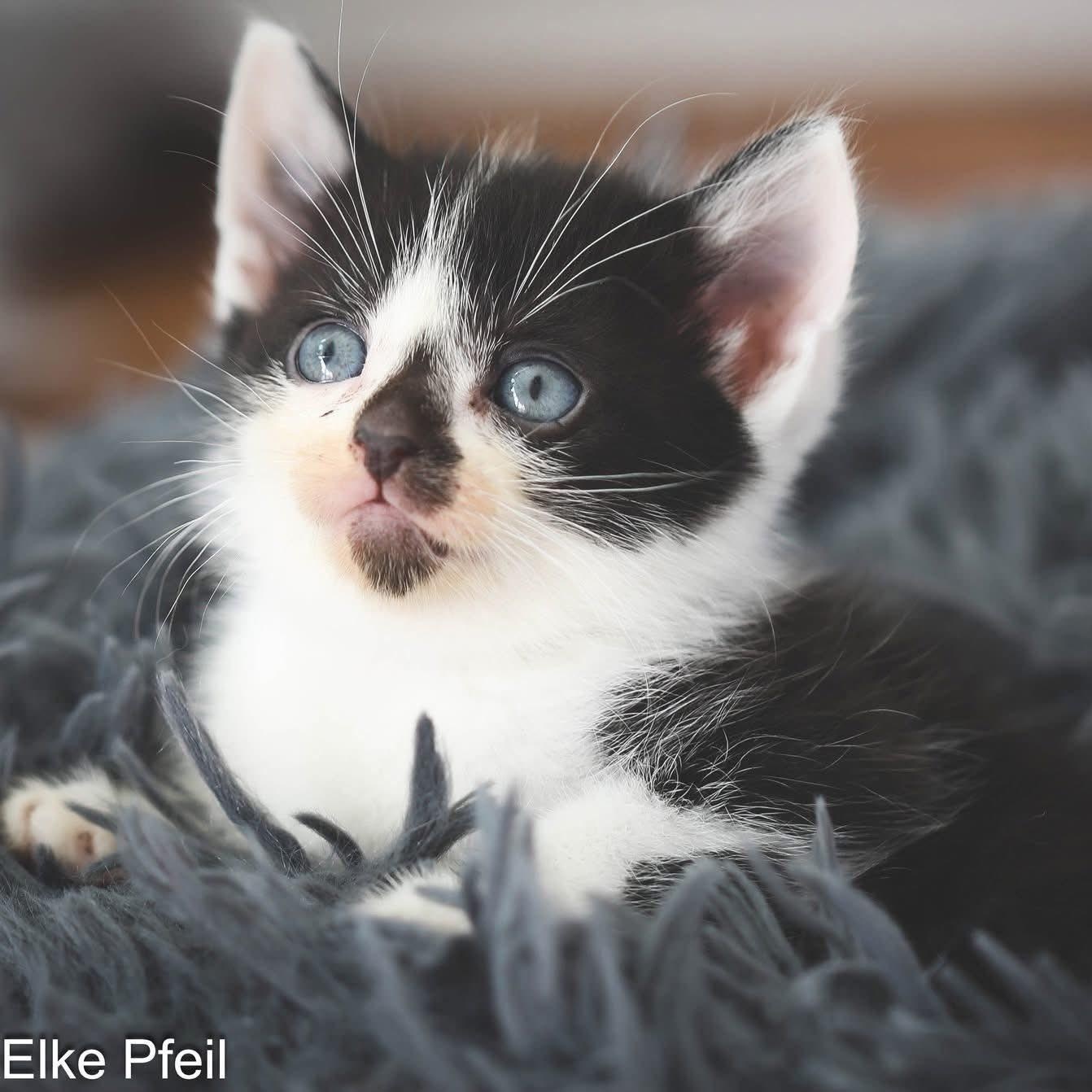 Enlarge LAST CHANCE KITTENS!!! Available now!, a ADOPTABLE Domestic Short Hair in Rocklin, CA image 3/3