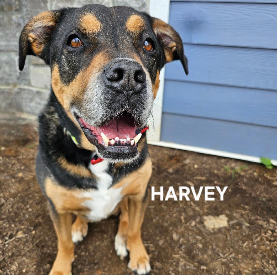 Harvey - WANTS HIS HOME!