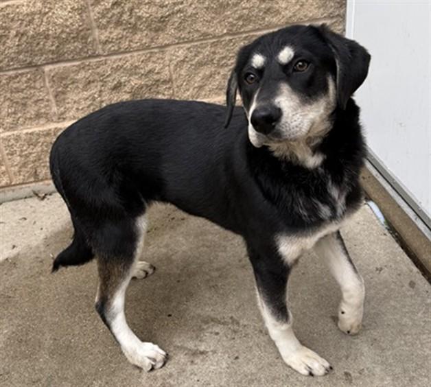 JENNY, Adoptable, Young Female German Shepherd Dog & Mixed Breed.