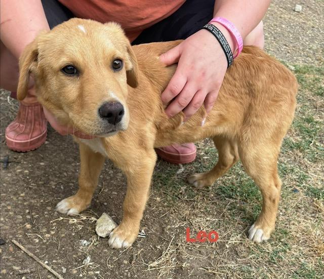 Enlarge Lloyd, an adopted mixed breed in Zimmerman, MN image 1/1