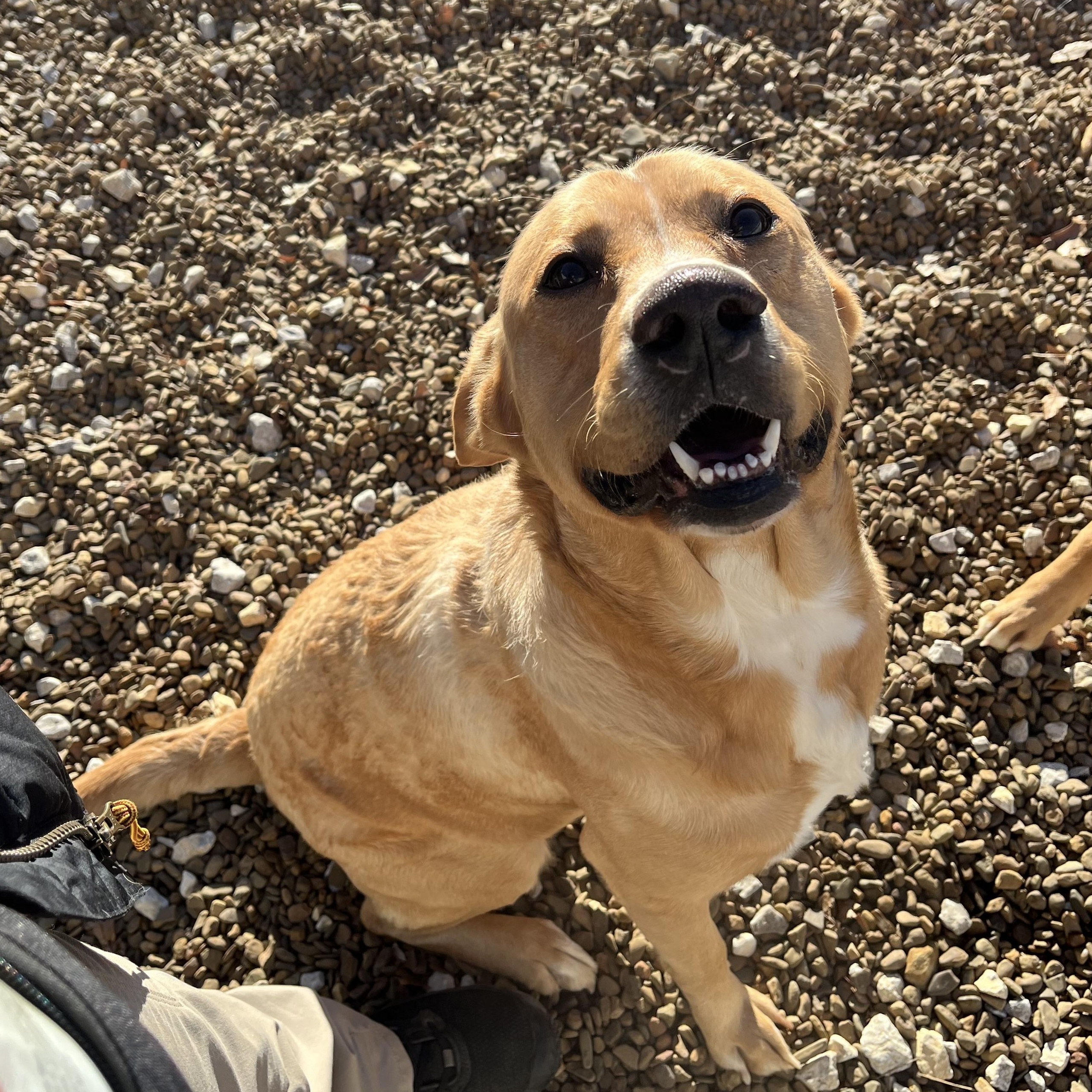 Enlarge Josh, a ADOPTABLE mixed breed in Centerton, AR image 1/1