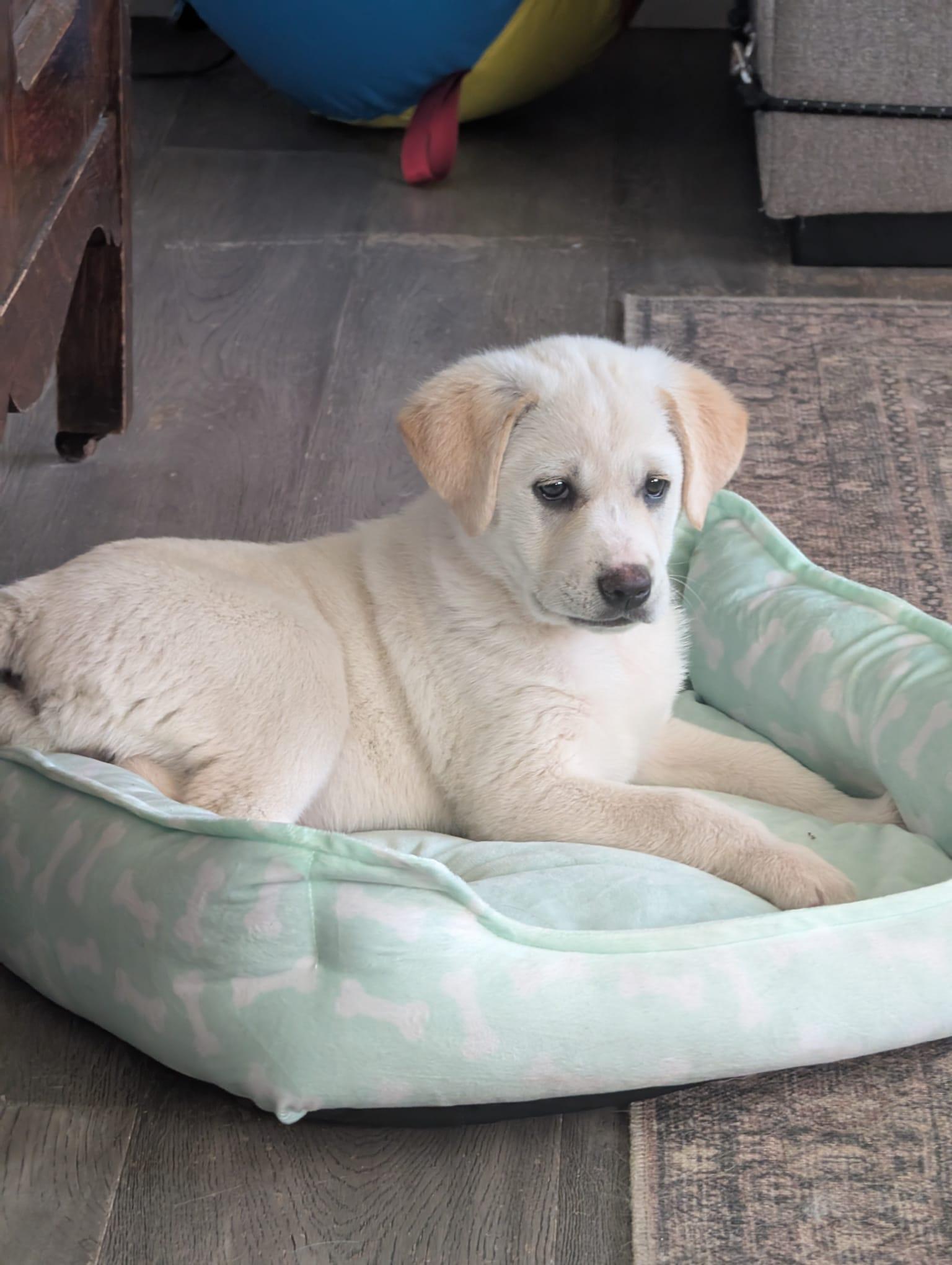 Enlarge Pearl, a Adoptable mixed breed in Brantford, ON image 2/6