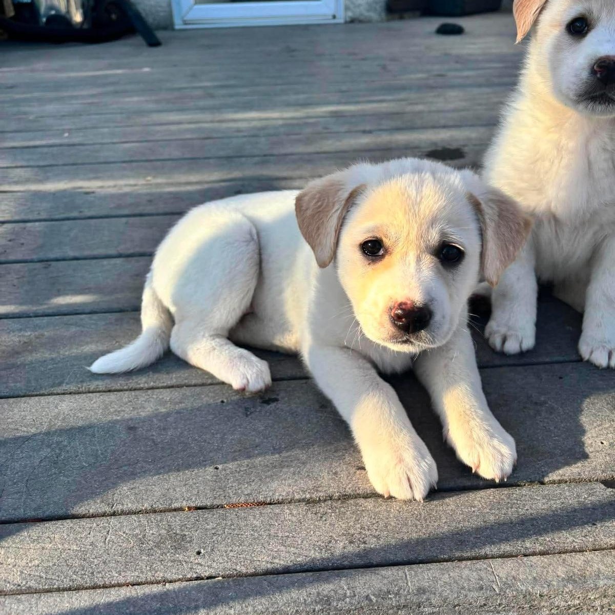 Pearl, Adoptable, Puppy Female Labrador Retriever.