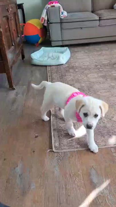 Enlarge Pearl, a Adoptable mixed breed in Brantford, ON video 4/6