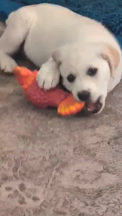 Enlarge Pearl, a Adoptable mixed breed in Brantford, ON video 3/6