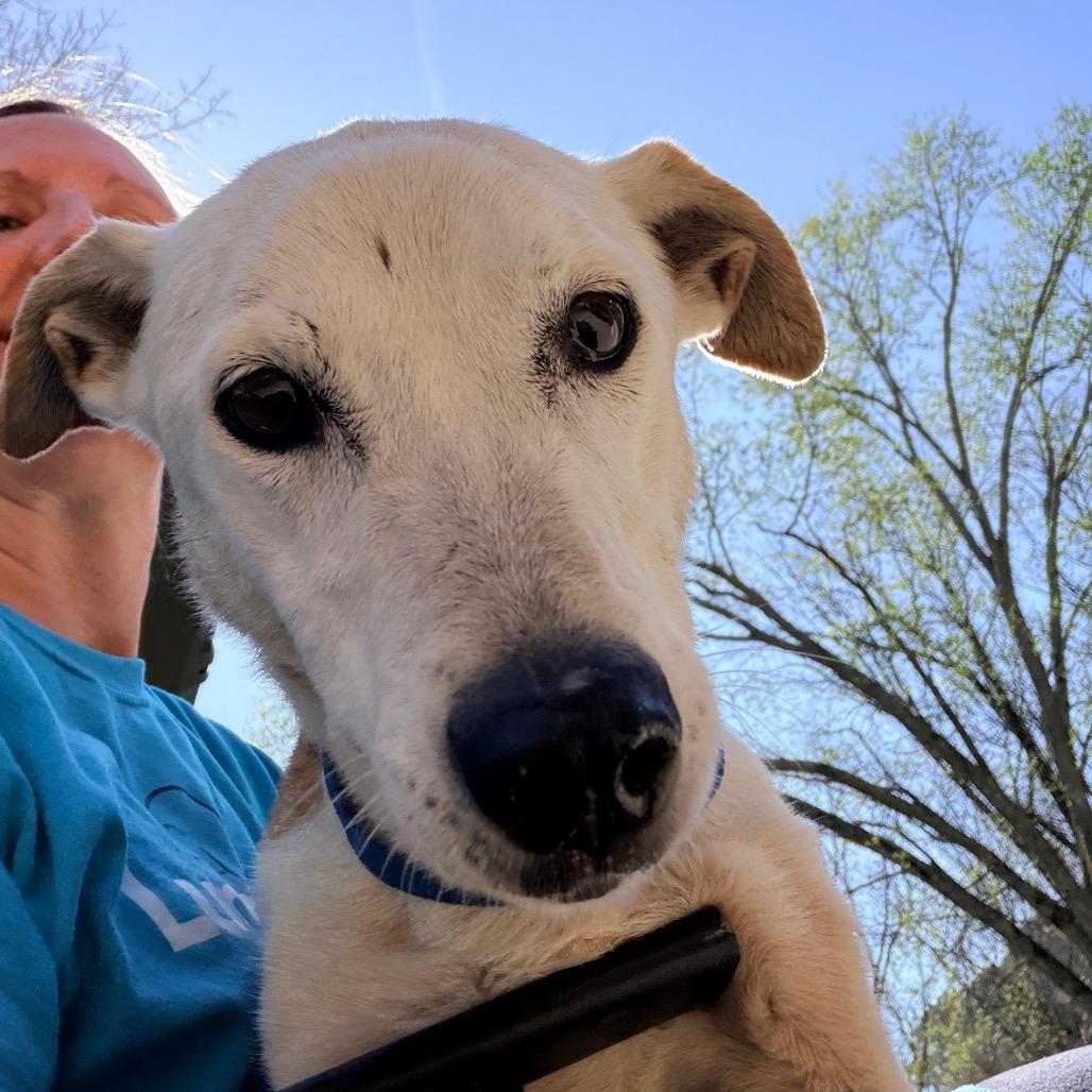 Enlarge Lucille, a Adoptable Terrier in Huntsville, AL image 4/6