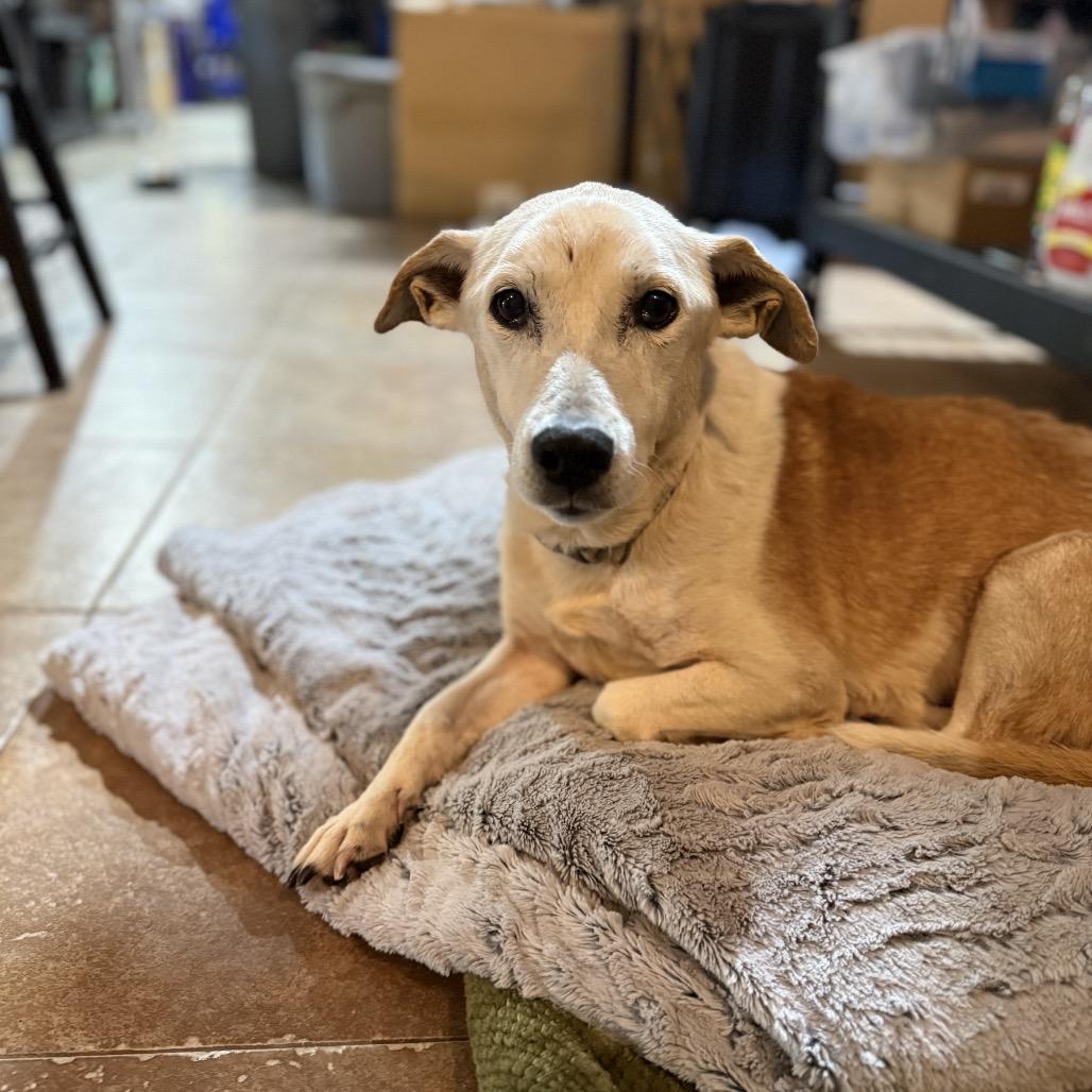 Enlarge Lucille, a Adoptable Terrier in Huntsville, AL image 5/6