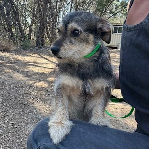 Brownie — thumbnail 2