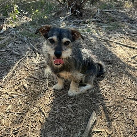 Brownie — thumbnail 4