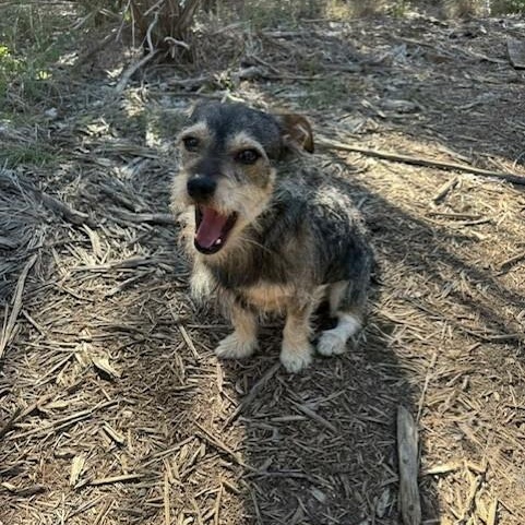 Brownie — thumbnail 5