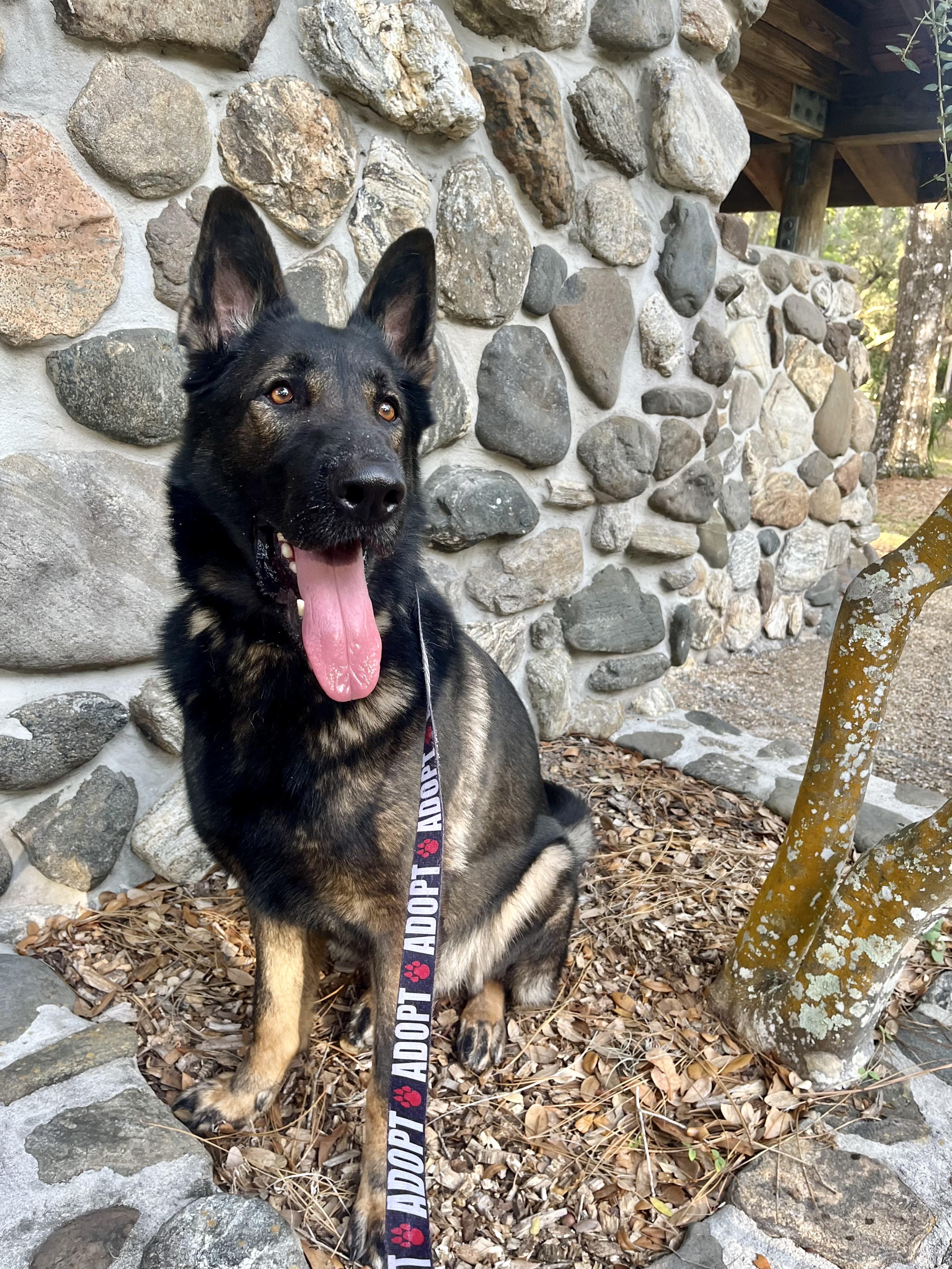 Max, Adoptable, Adult Male German Shepherd Dog.