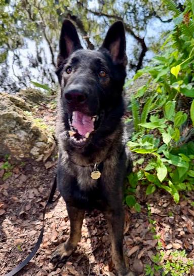 Enlarge Max, a Adoptable German Shepherd Dog in St. Petersburg, FL image 5/6