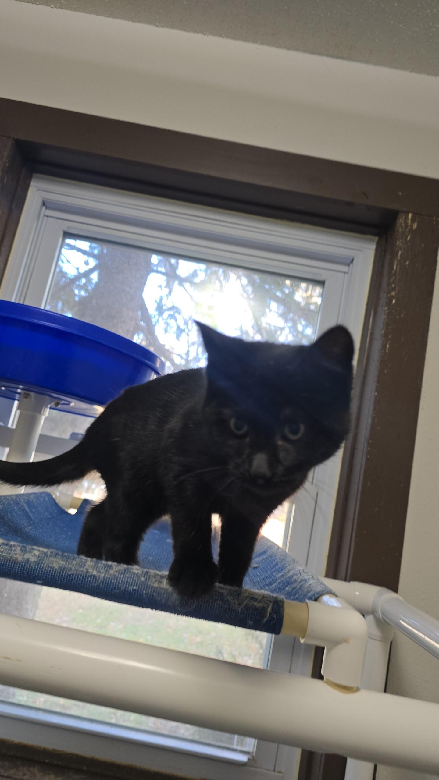 Graves, Adoptable, Kitten Male Domestic Short Hair.