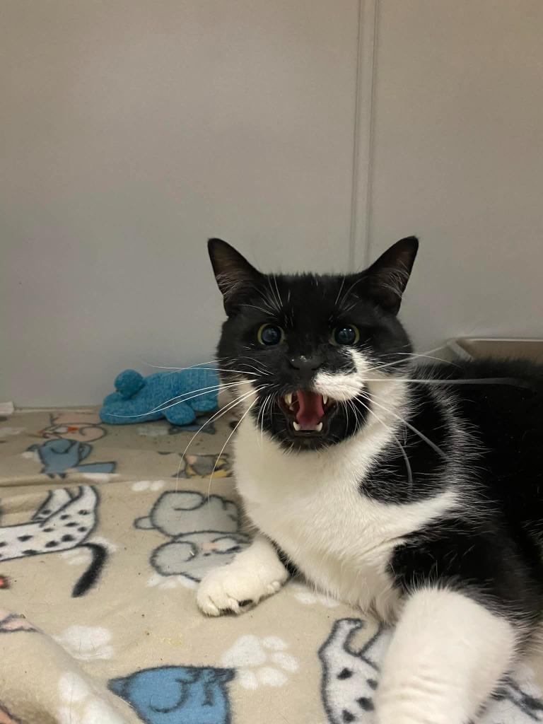 Dr. R. Neville, Adoptable, Young Male Domestic Short Hair.