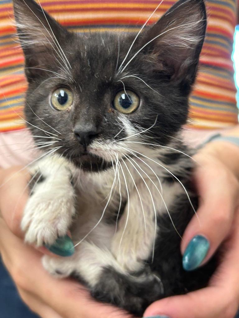 Enlarge Dr. R. Neville, a Adoptable mixed breed in Waverly, NY image 2/3