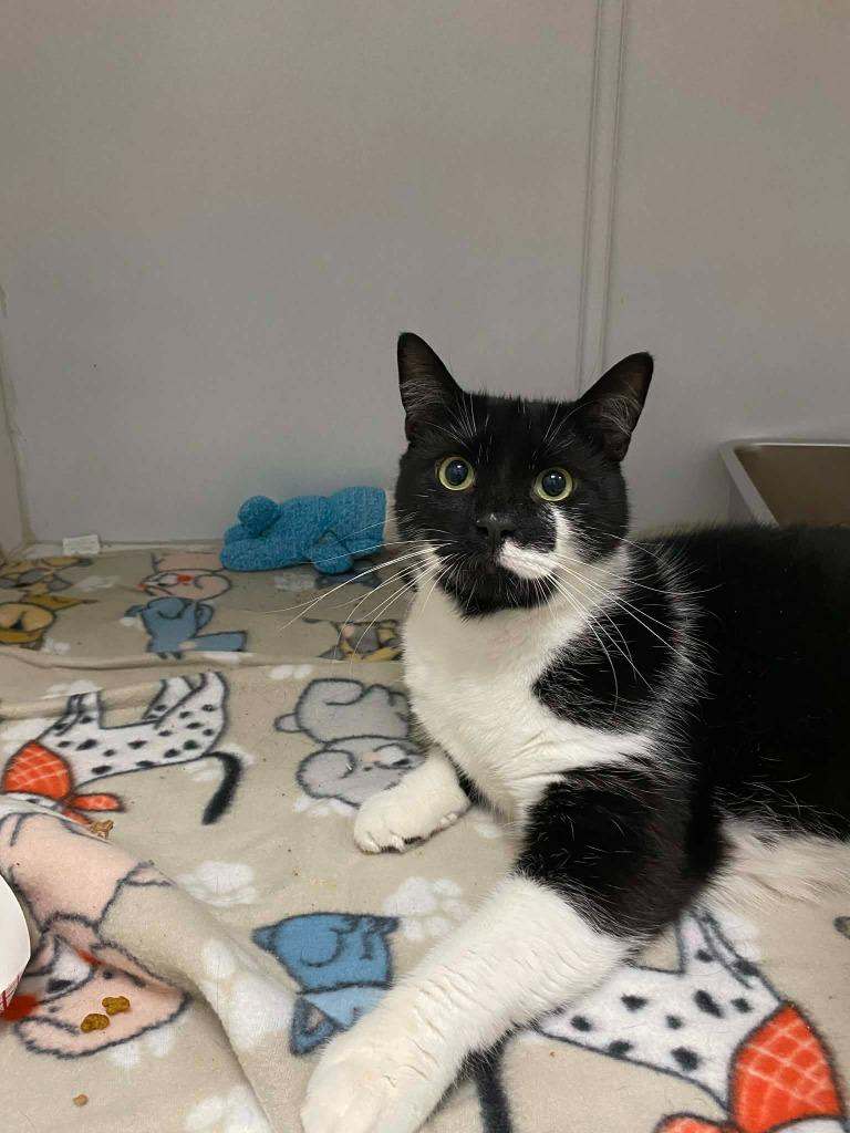 Enlarge Dr. R. Neville, a Adoptable mixed breed in Waverly, NY image 3/3