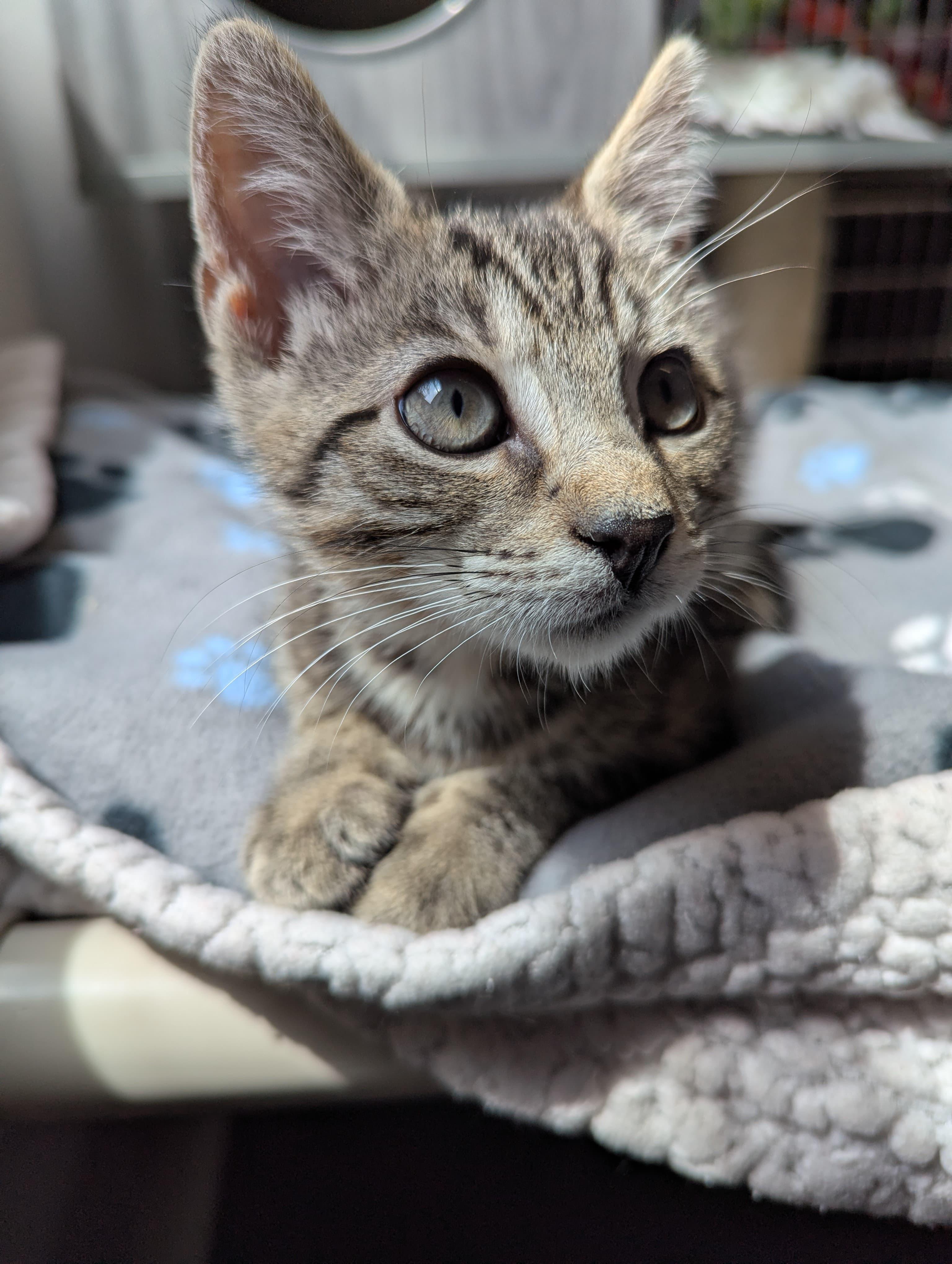 Sheldon, a ADOPTABLE Domestic Short Hair in Morristown, NJ image 3/5