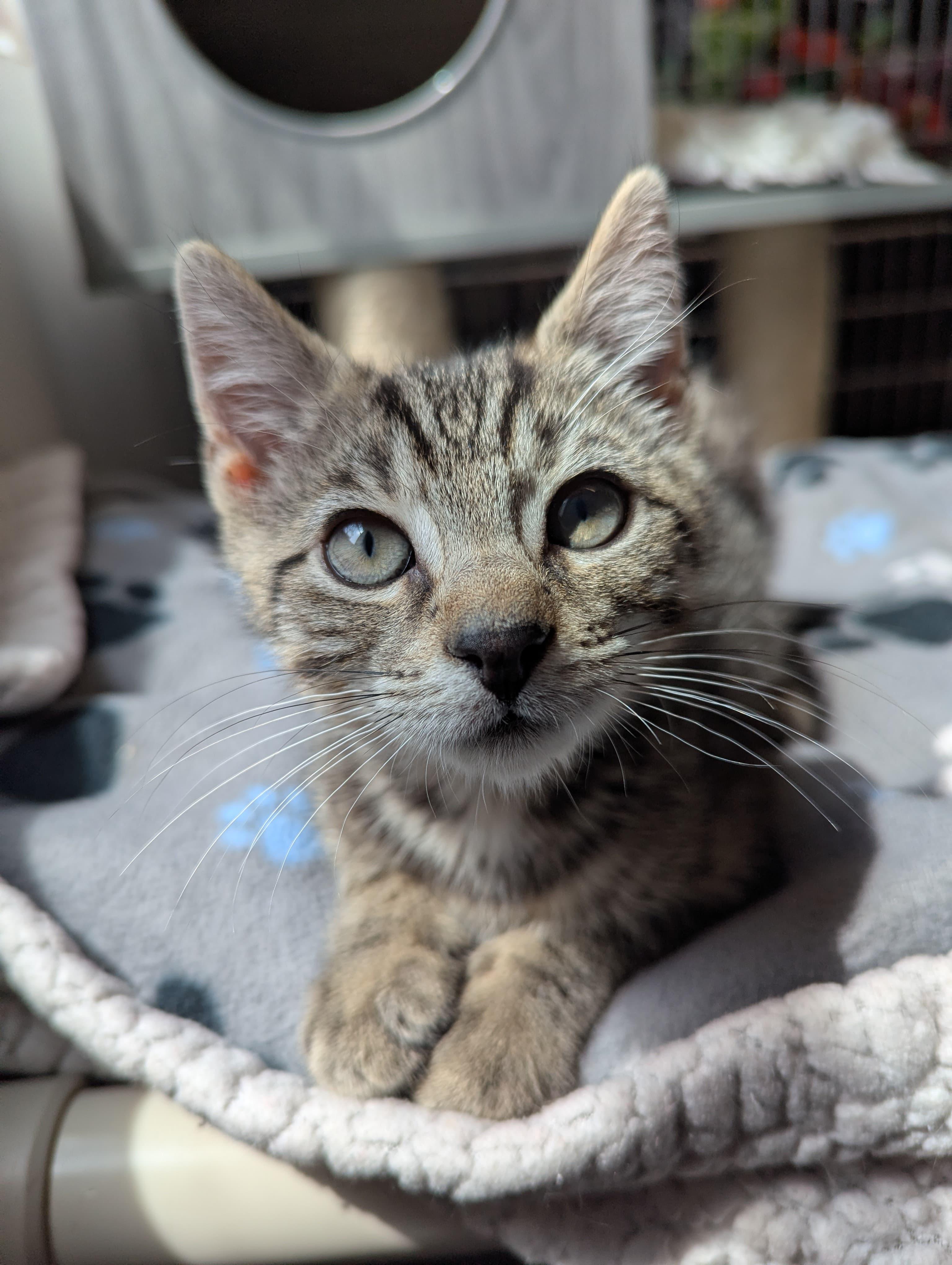 Sheldon, a ADOPTABLE Domestic Short Hair in Morristown, NJ image 2/5