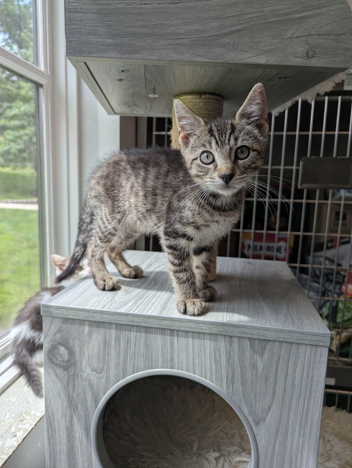 Sheldon, a ADOPTABLE Domestic Short Hair in Morristown, NJ image 5/5