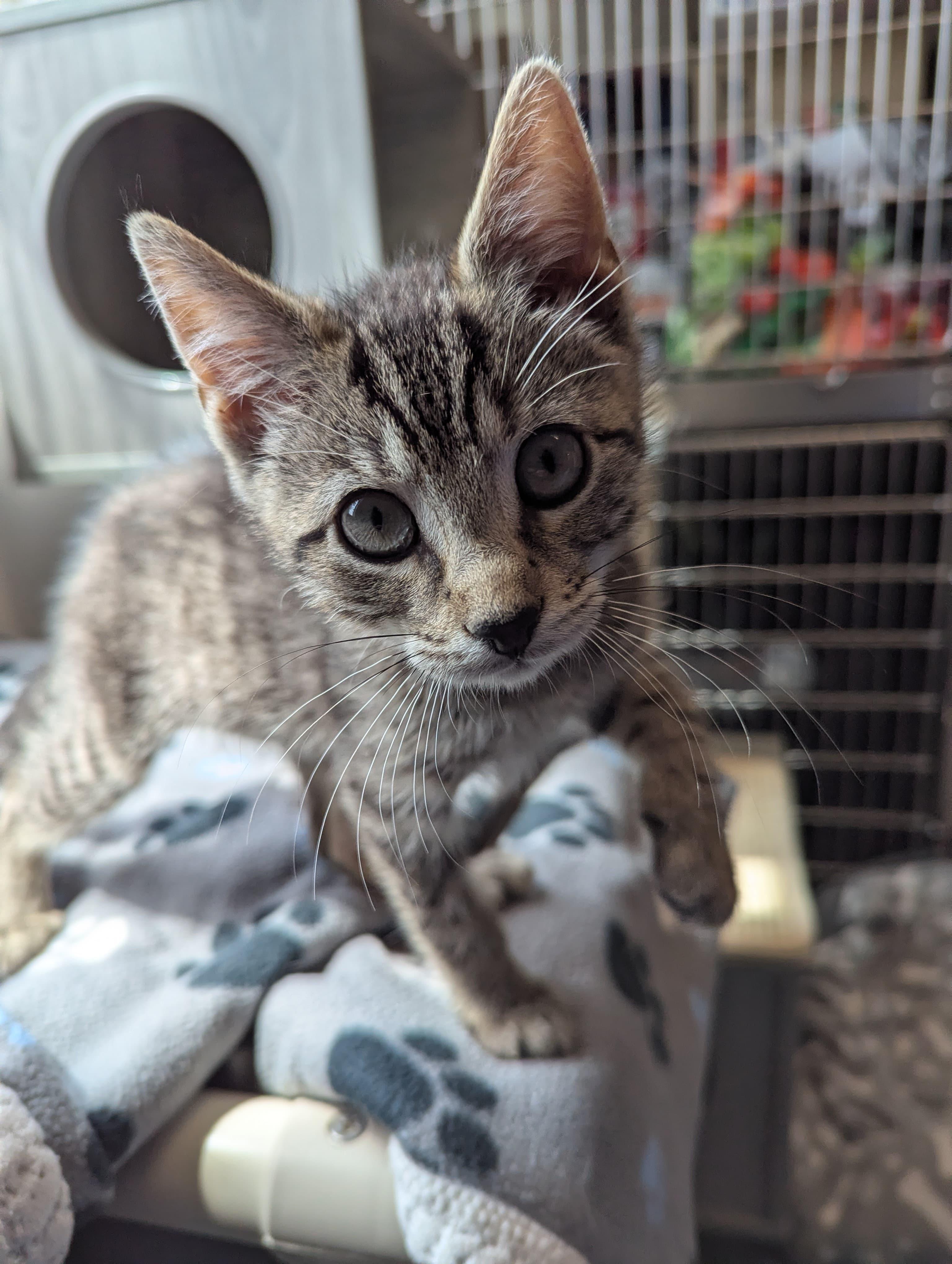 Sheldon, a ADOPTABLE Domestic Short Hair in Morristown, NJ image 4/5