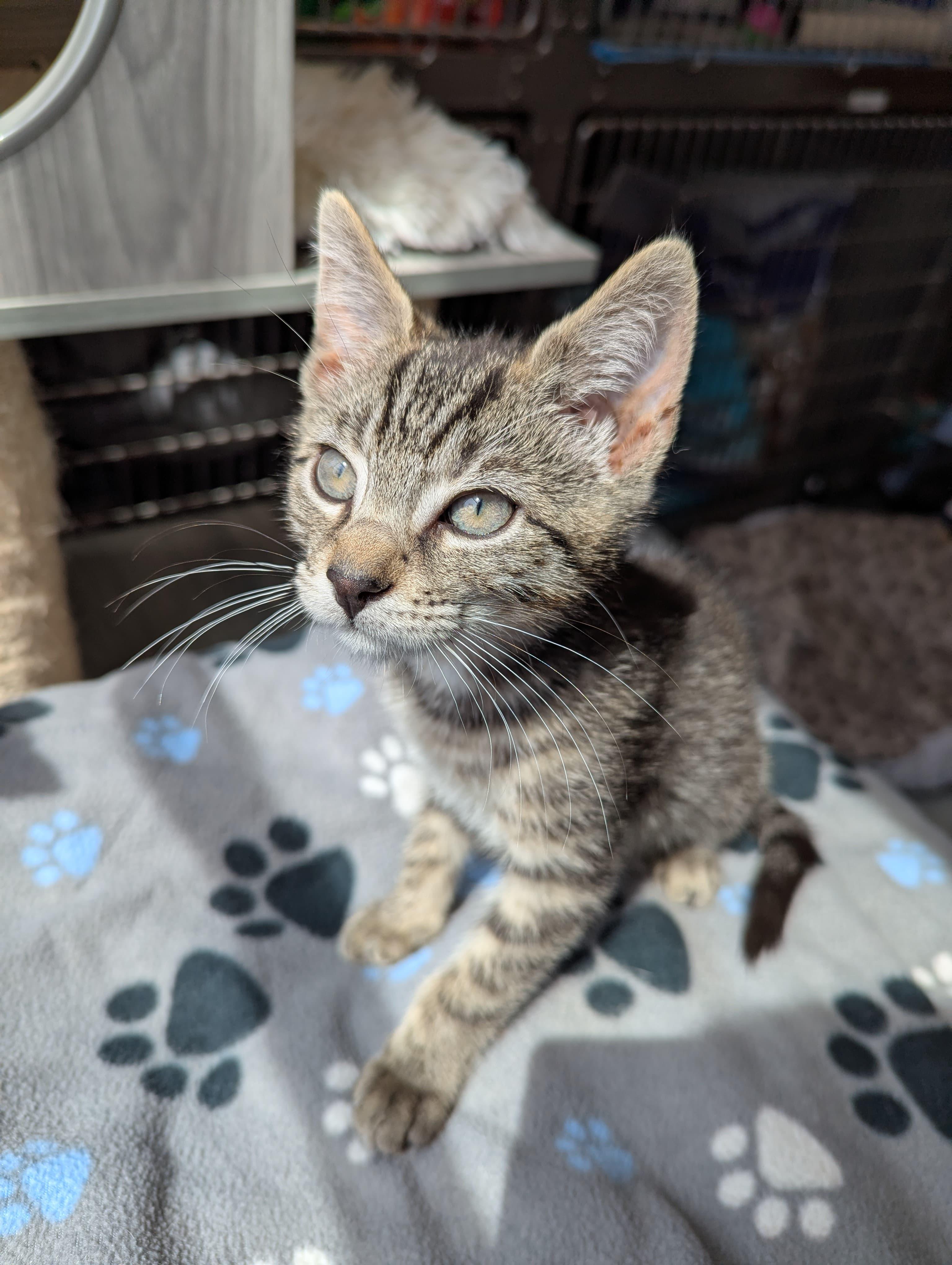 Sheldon, ADOPTABLE, Kitten Male Domestic Short Hair.