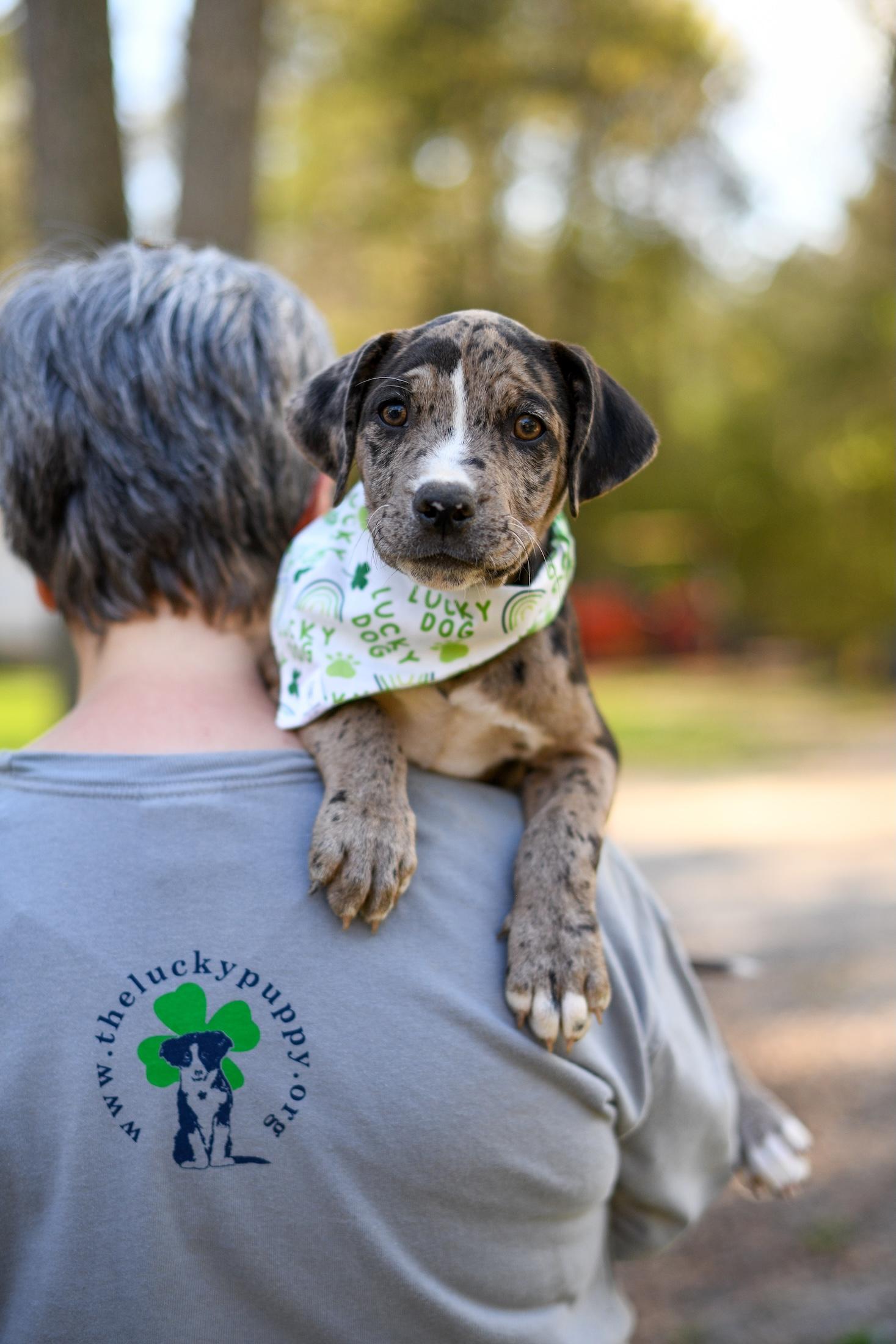Cody , an adopted Mixed Breed in Argyle, NY image 3/4