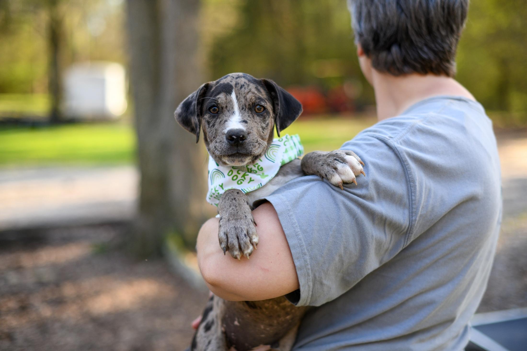 Cody , an adopted Mixed Breed in Argyle, NY image 4/4