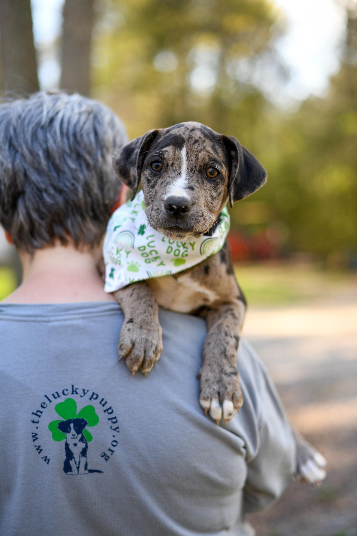 Cody , an adopted Mixed Breed in Argyle, NY image 2/4