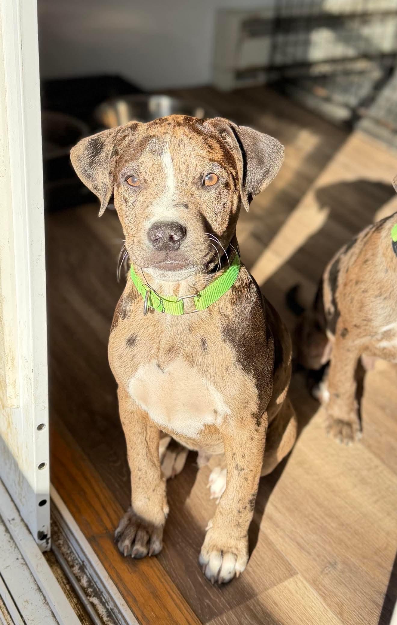 Cody , an adopted Mixed Breed in Argyle, NY image 1/4
