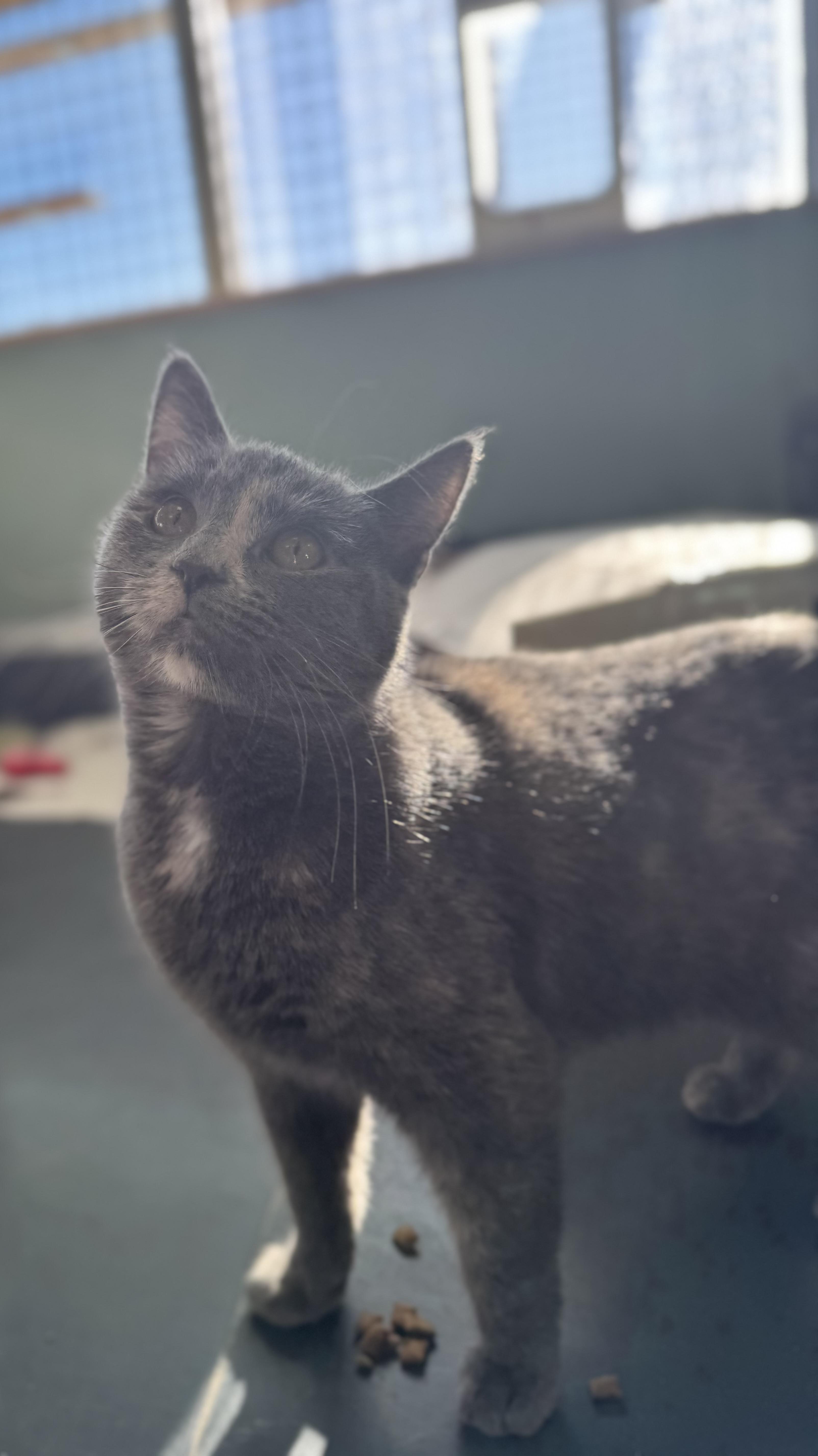 Enlarge Ayesha, an adopted Domestic Short Hair in Eagle, CO image 3/3