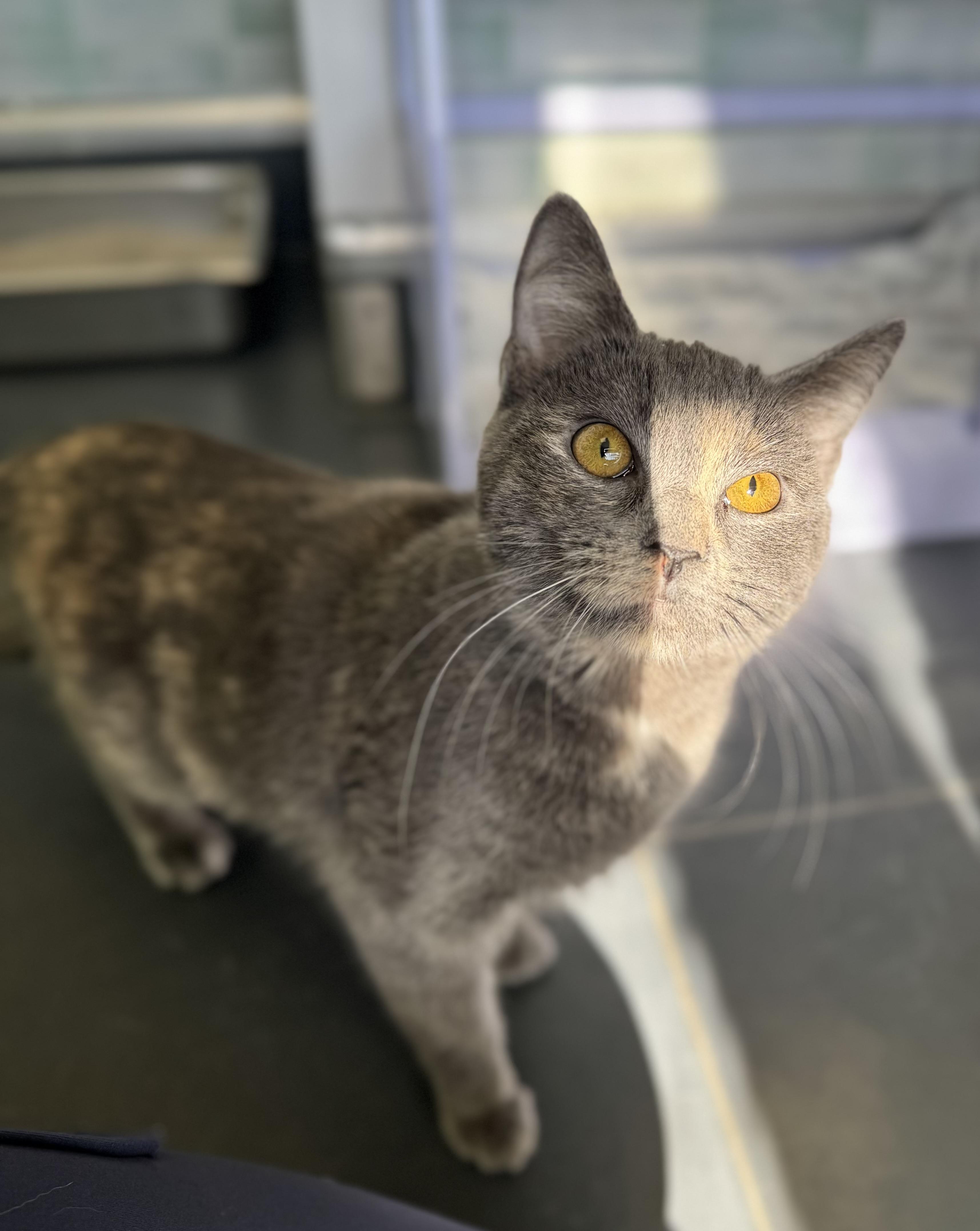 Ayesha, adopted, Adult Female Domestic Short Hair.