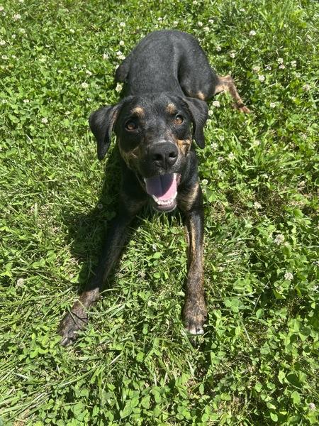 Randy, Adoptable, Adult Male Hound.