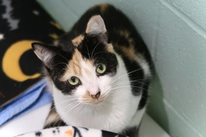 Enlarge Freezia *SPONSORED*, a Adoptable Domestic Short Hair in Scottsdale, AZ image 1/3